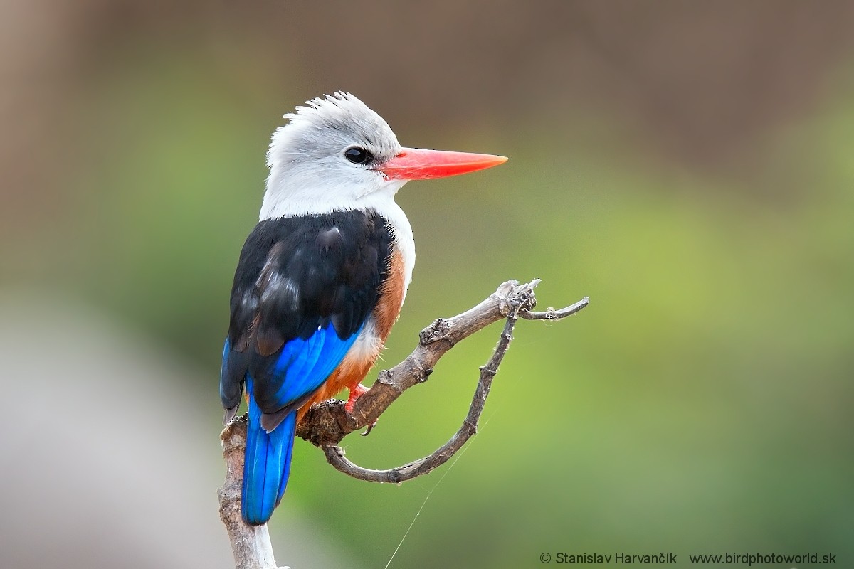 Gray-headed Kingfisher - ML215920681