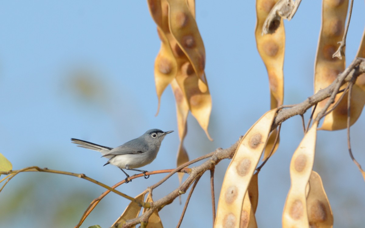 Blue-gray Gnatcatcher (obscura Group) - ML215921151