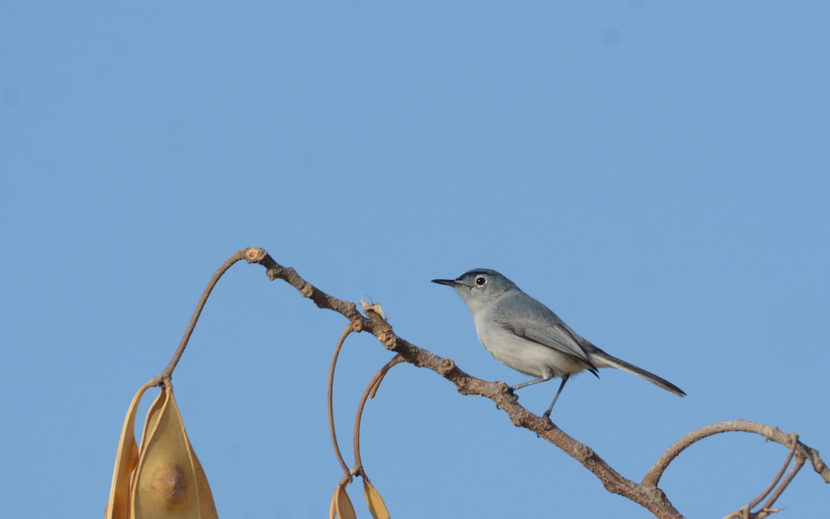 Blue-gray Gnatcatcher (obscura Group) - ML215921161