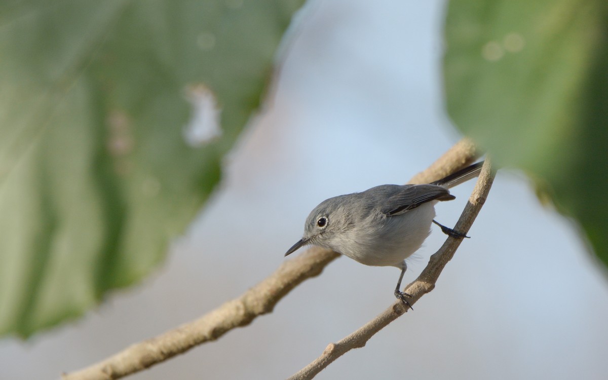 Blue-gray Gnatcatcher (obscura Group) - ML215921171