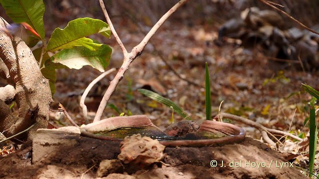 African Pygmy Kingfisher - ML215921231