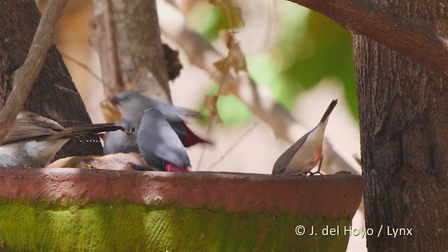 Black-rumped Waxbill - ML215921581