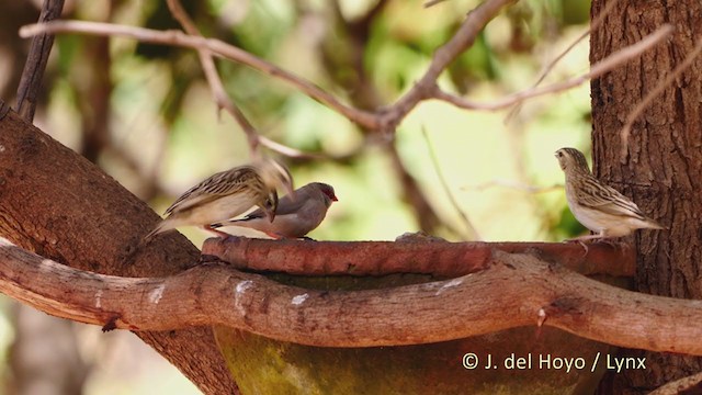 Northern Red Bishop - ML215921611