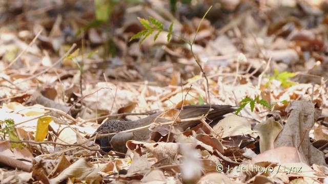 Brown Babbler - ML215922401