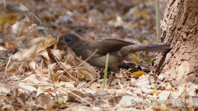 Brown Babbler - ML215922451