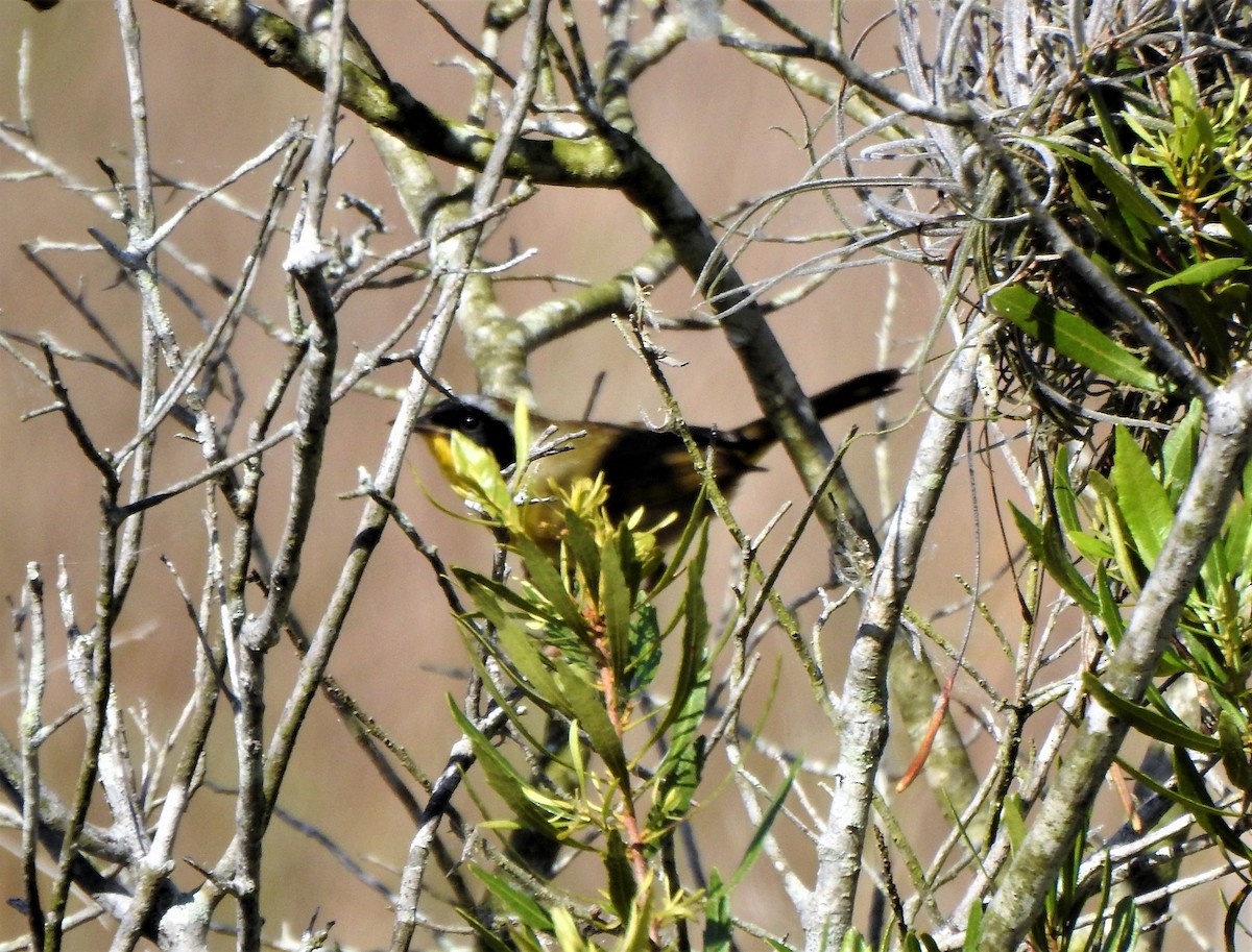 Common Yellowthroat - Sharon Wilcox