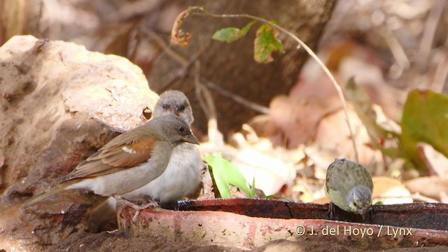 Gorrión Gris - ML215923551