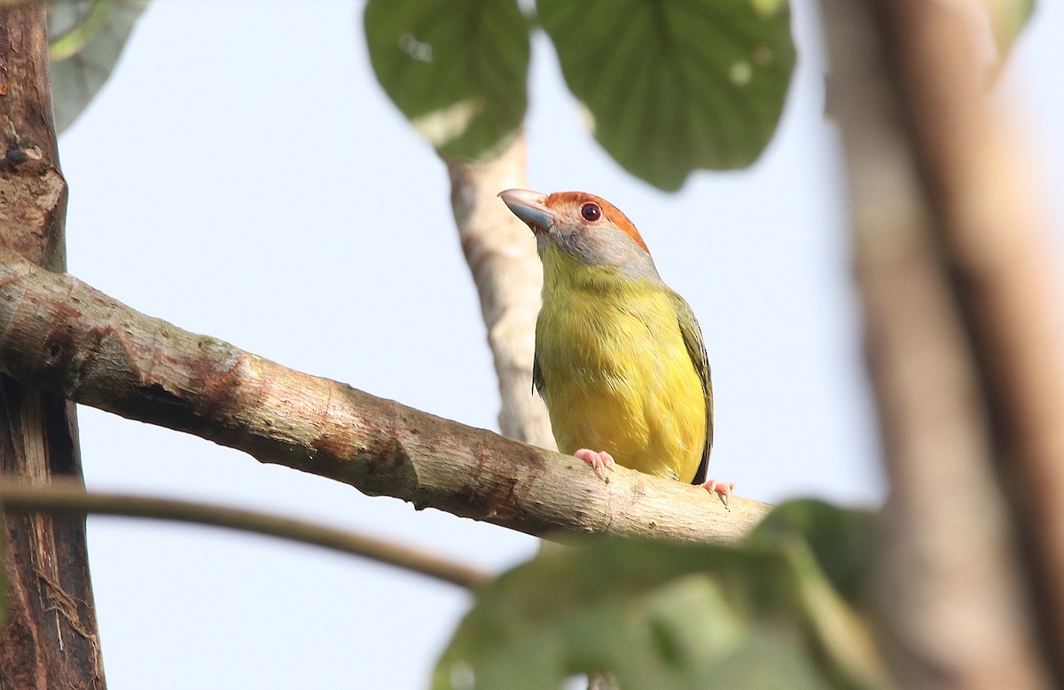 Rufous-browed Peppershrike - Tim Avery