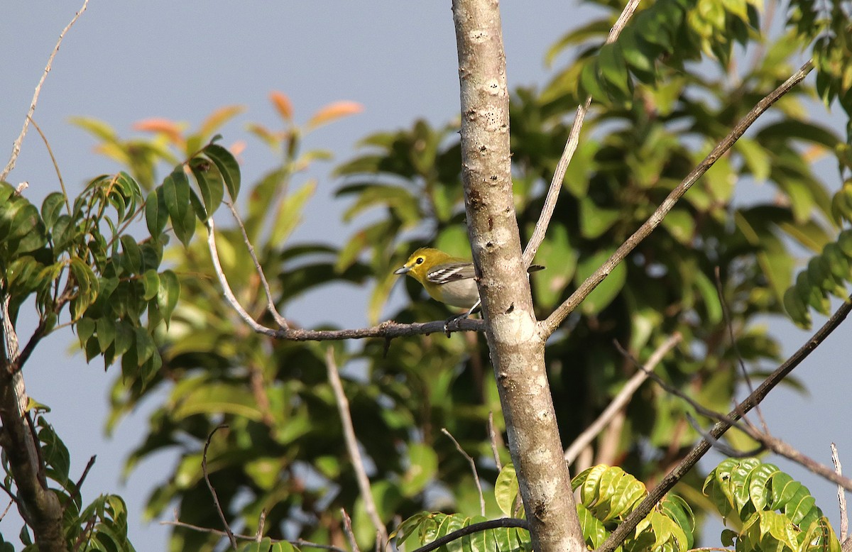 Yellow-throated Vireo - ML215923581