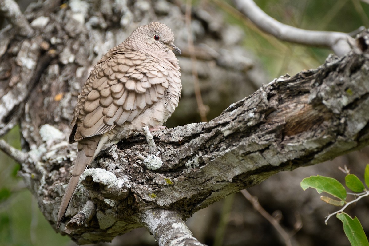 Inca Dove - Darren Clark