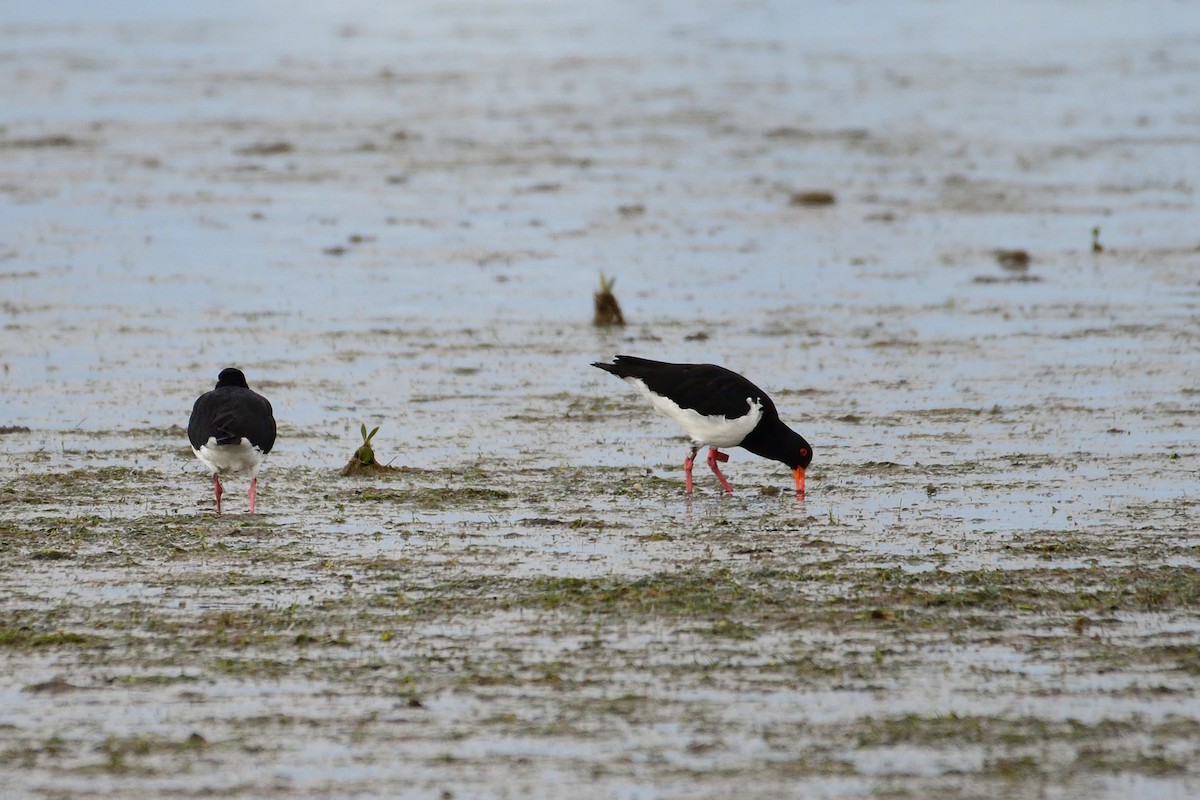 Pied Oystercatcher - ML215926181