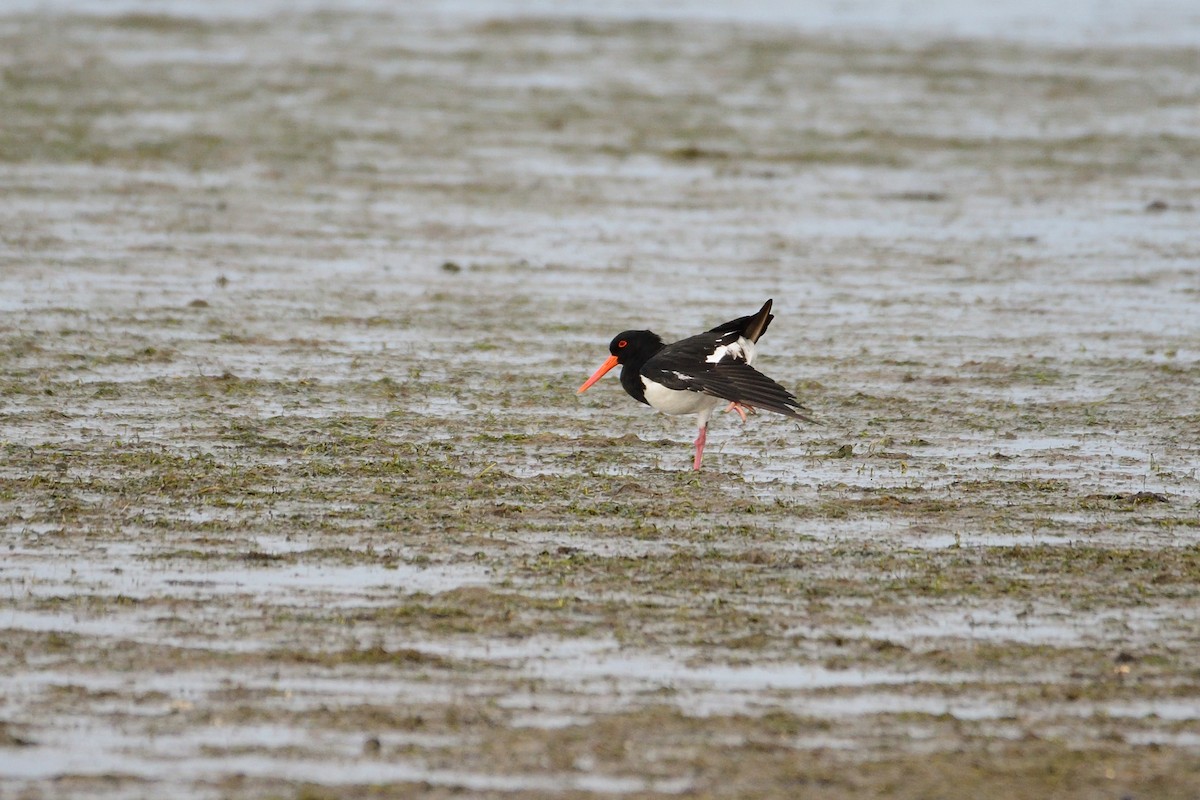 Pied Oystercatcher - ML215926231