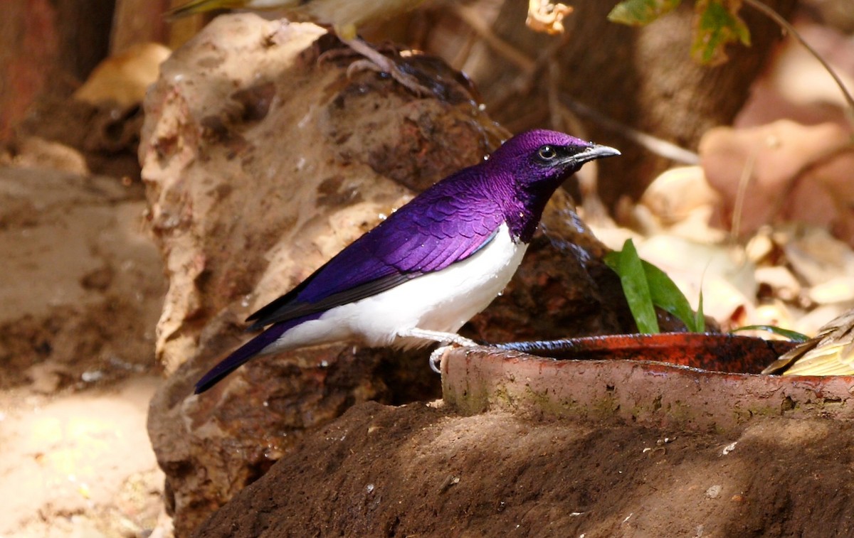 Violet-backed Starling - ML215926381