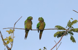 Olive-throated Parakeet (Aztec) - eBird