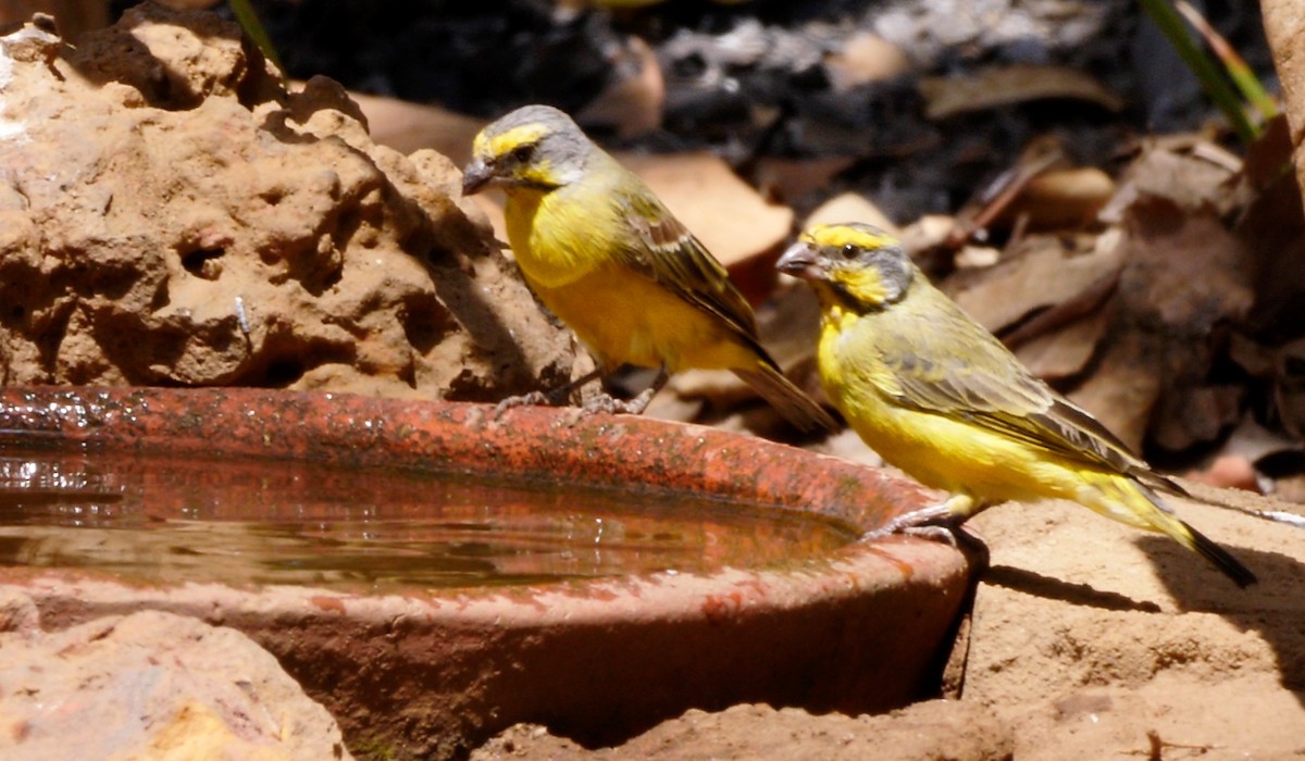 Yellow-fronted Canary - Josep del Hoyo