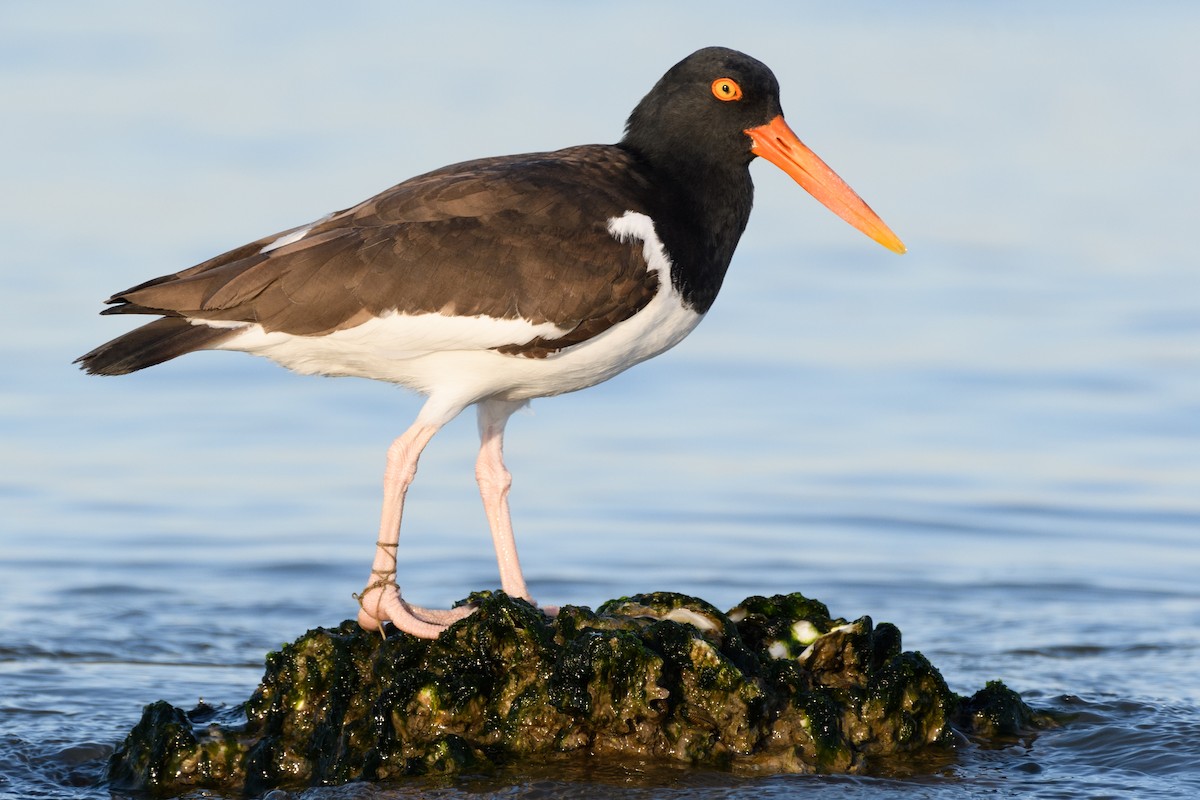 American Oystercatcher - Darren Clark