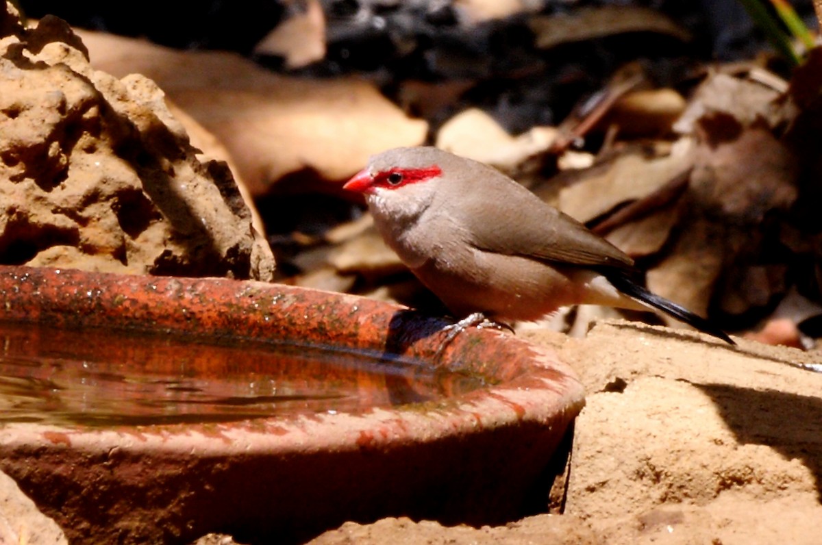 Black-rumped Waxbill - ML215927571