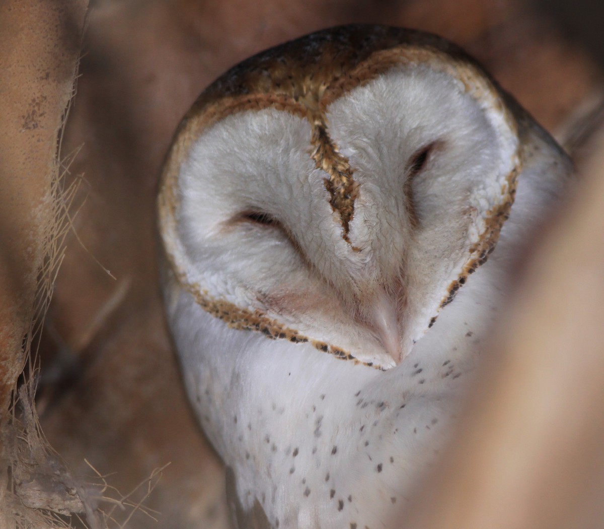 Barn Owl - ML215929541