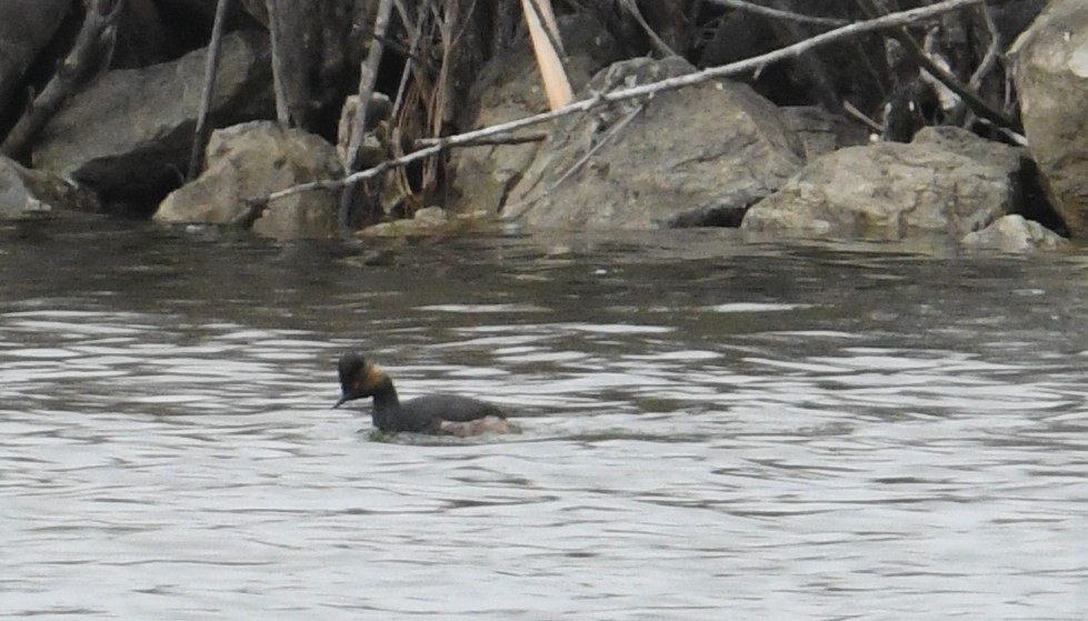 Eared Grebe - ML215929711