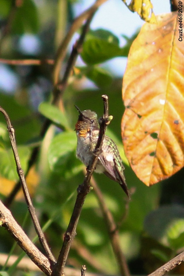 Ruby-throated Hummingbird - Erick Roy Cruz Lee