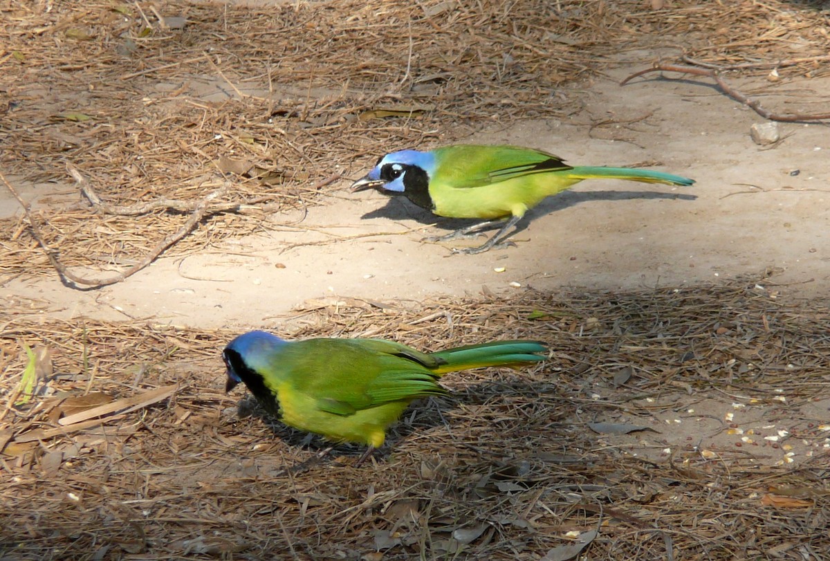 Green Jay - ML215931901