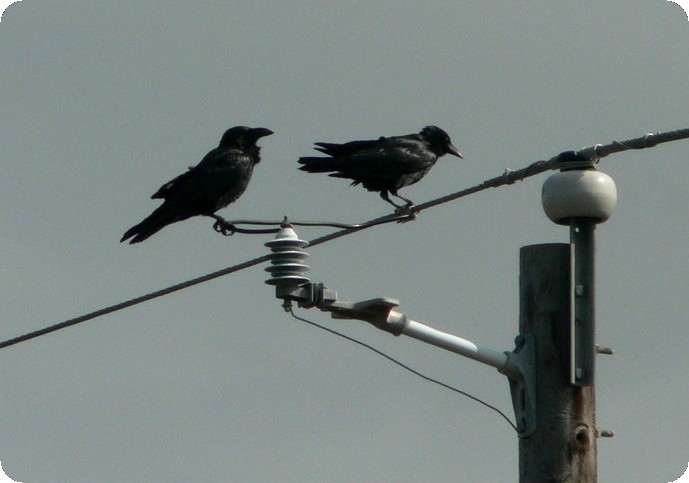 Corbeau à cou blanc - ML215931971