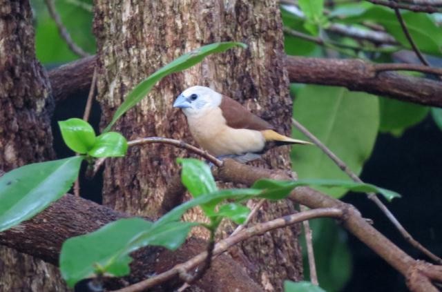 Yellow-rumped Munia - ML21593361