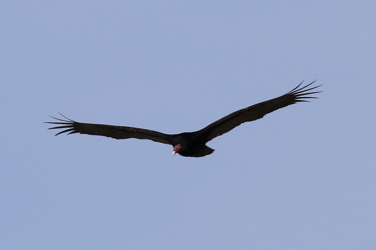 Turkey Vulture - ML215934391
