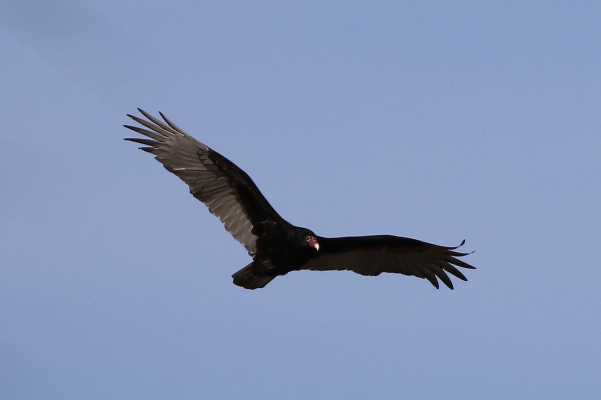Turkey Vulture - ML215934401
