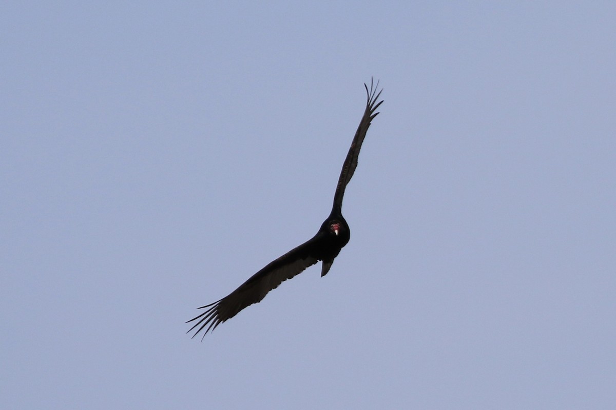 Turkey Vulture - ML215934411