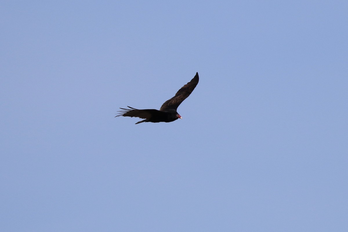 Turkey Vulture - ML215934431