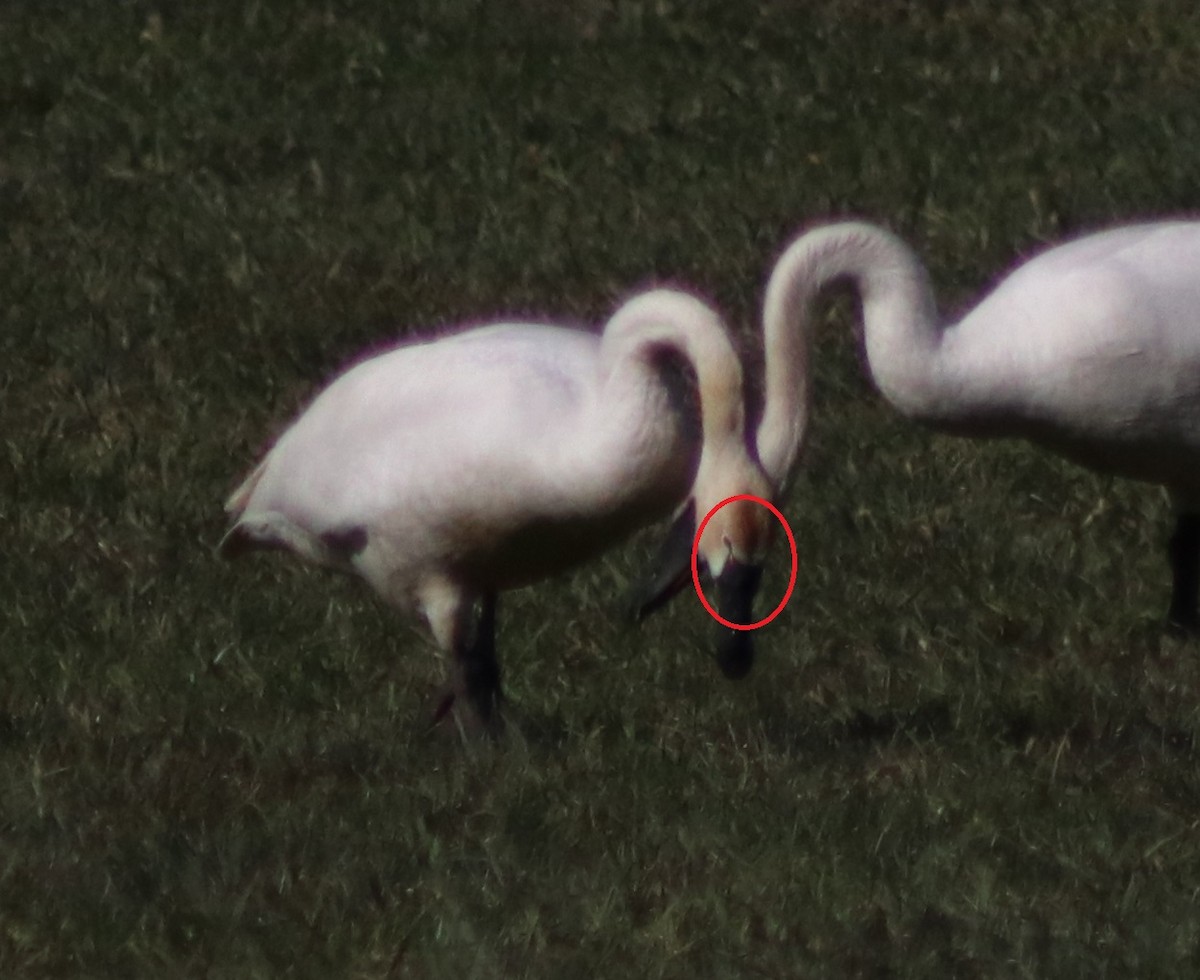 Tundra Swan - Keith Matthieu