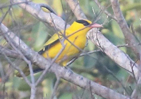 Black-naped Oriole - Anonymous