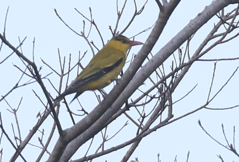 Black-naped Oriole - Anonymous