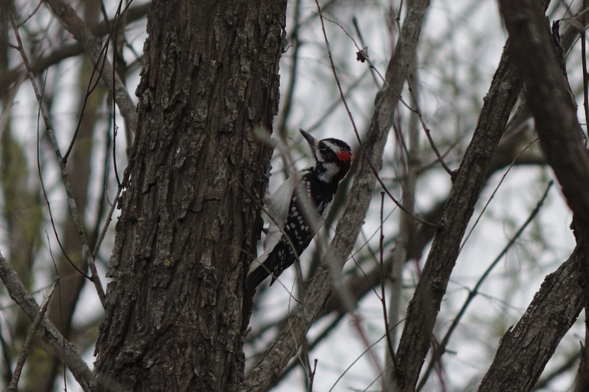 Hairy Woodpecker - ML215941581