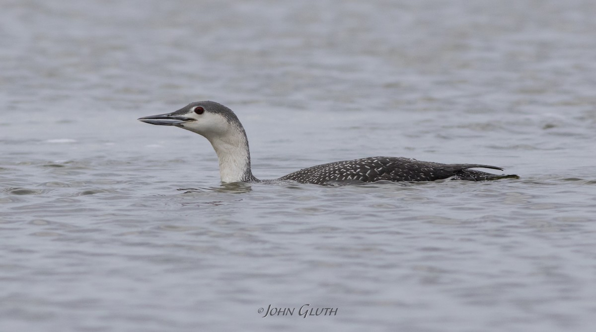 Red-throated Loon - ML215941691