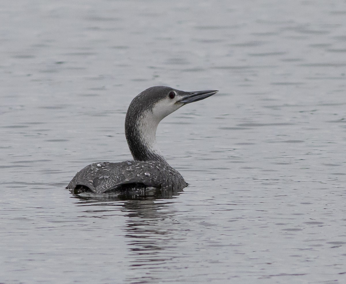 Red-throated Loon - ML215941721