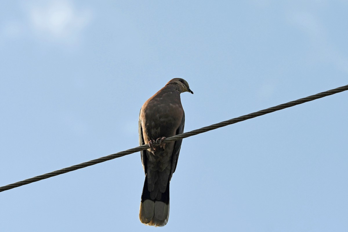 Red-eyed Dove - Brian Henderson