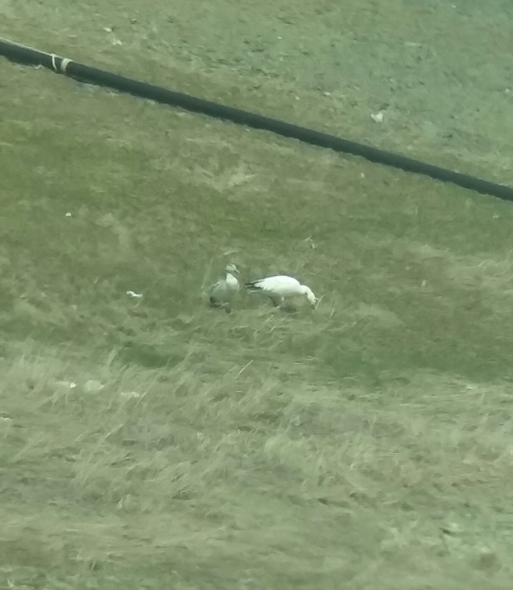 Snow Goose - ML215942241