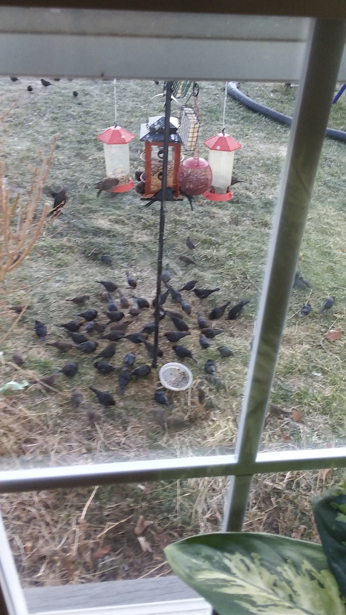Brown-headed Cowbird - ML215942421