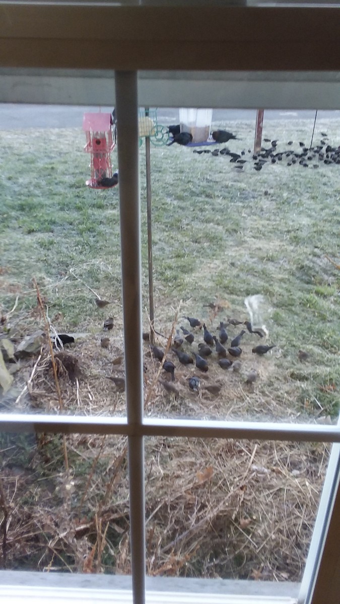 Brown-headed Cowbird - ML215942511