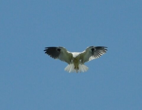 White-tailed Kite - ML215943201