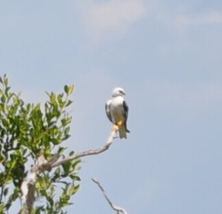 White-tailed Kite - ML215943211