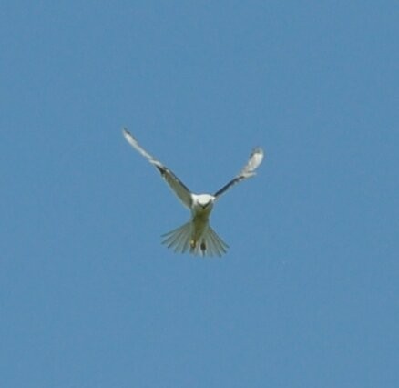 White-tailed Kite - ML215943221