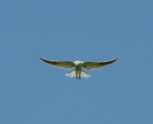 White-tailed Kite - ML215943241