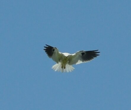 White-tailed Kite - ML215943251