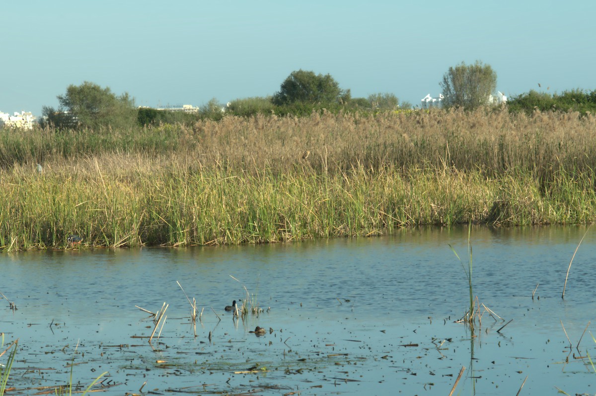 Great Bittern - ML215946201