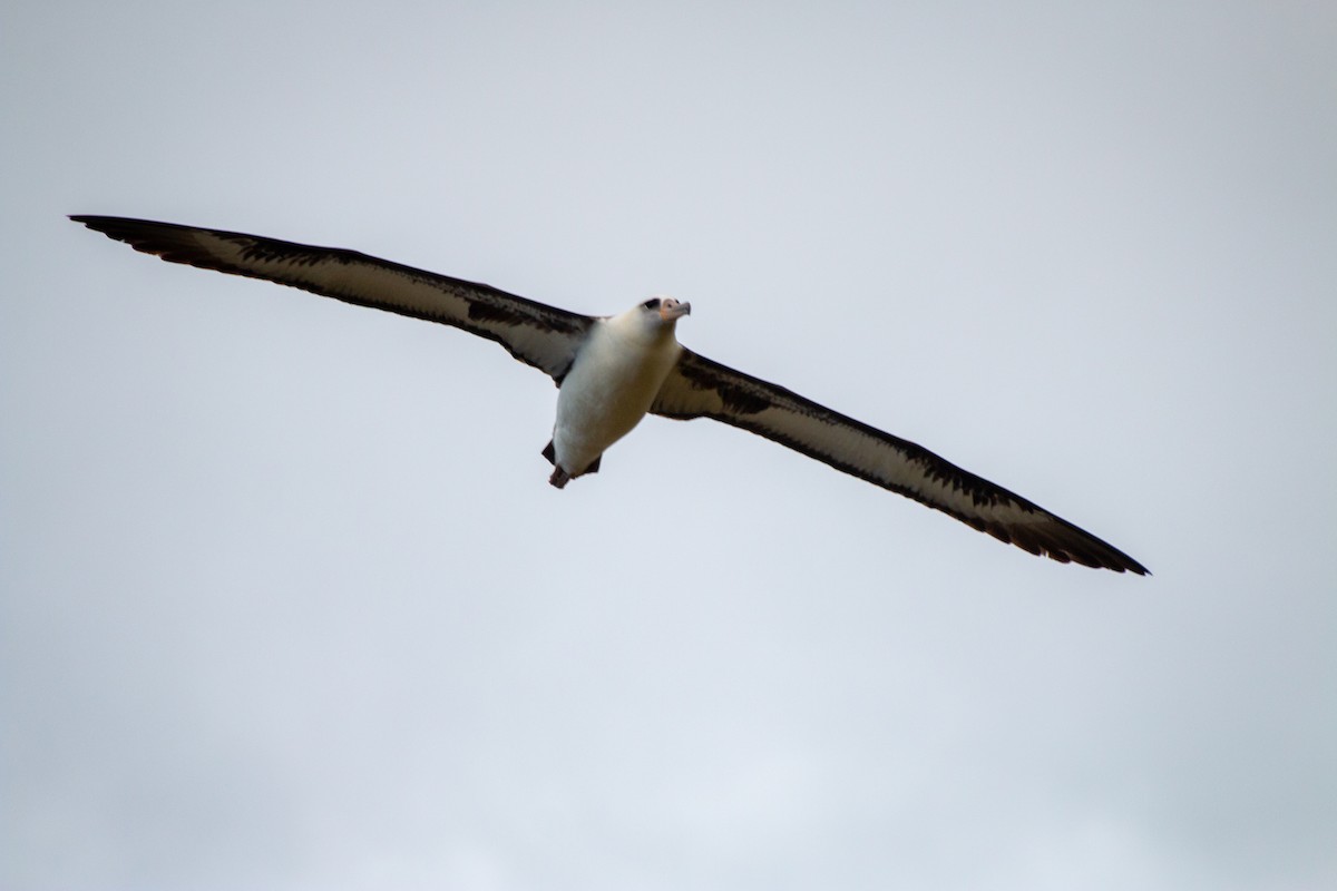 Laysan Albatross - Alexander Rurik