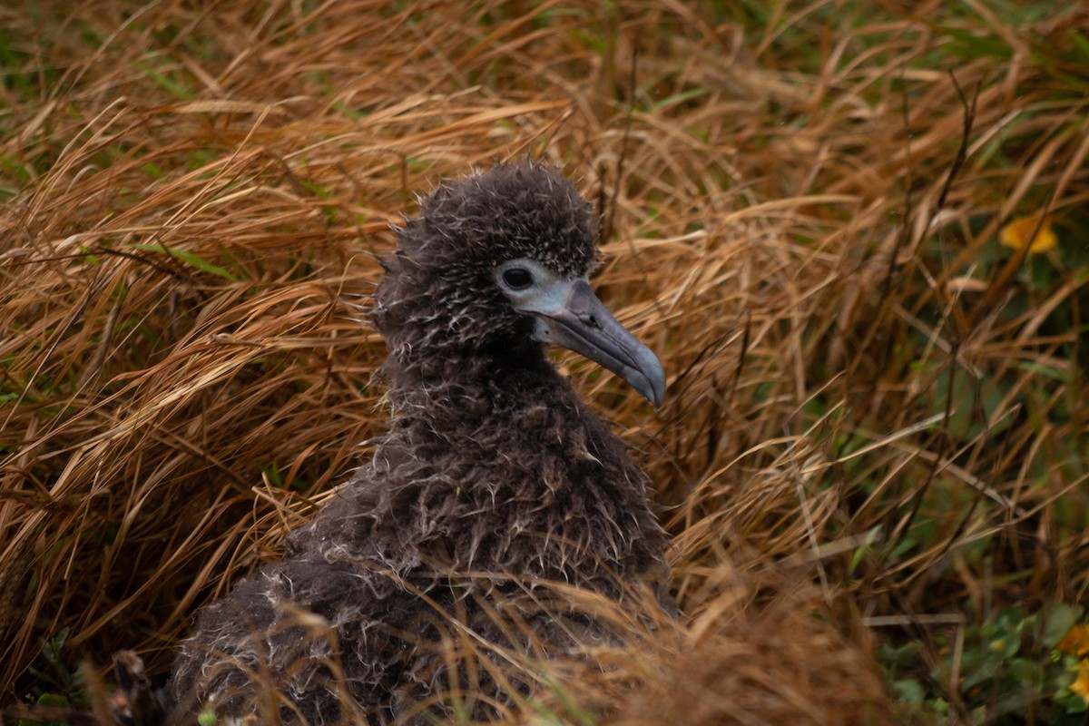 albatros laysanský - ML215951021
