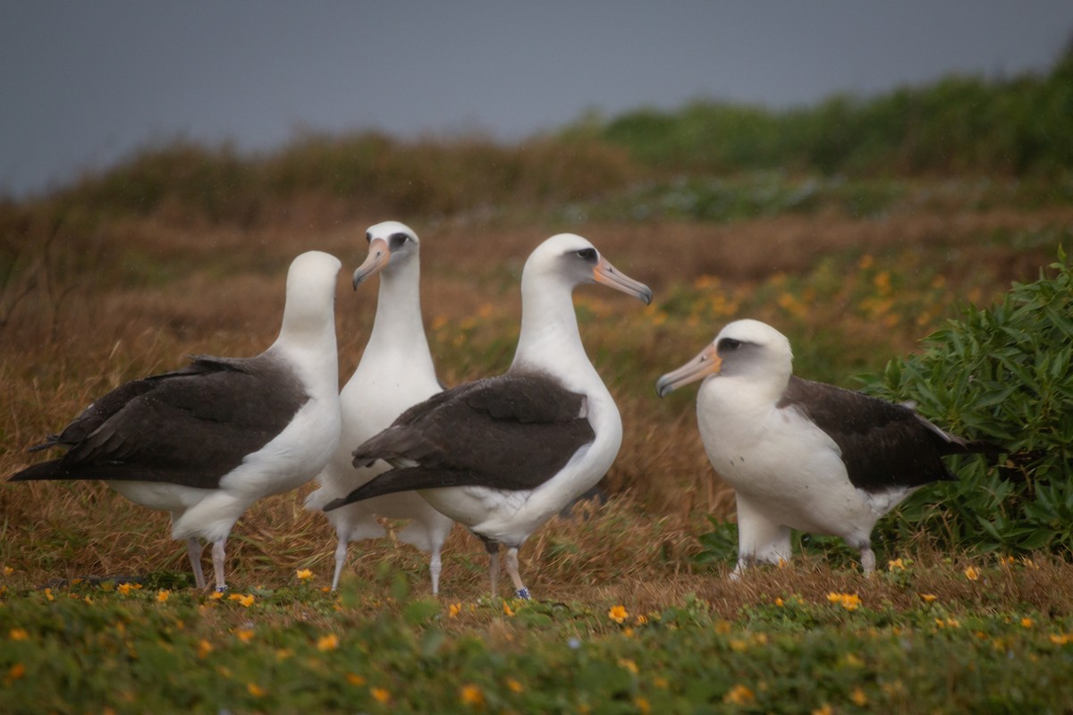 albatros laysanský - ML215951031